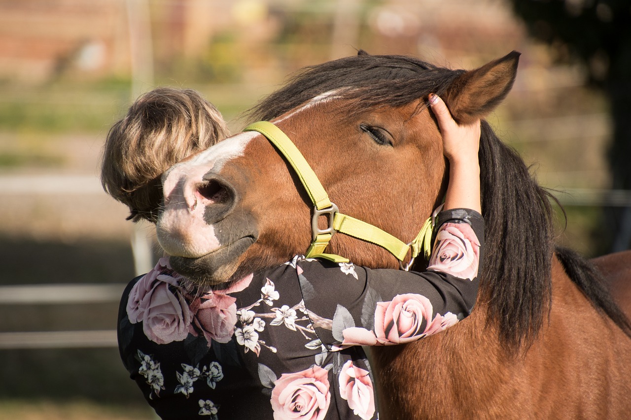 Moment de calme et de confiance entre un humain et un cheval