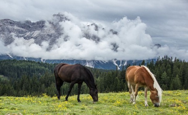 Observation du comportement du cheval en liberté